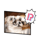 つくしとすみれ3 シーズー（個別スタンプ：1）