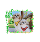 つくしとすみれ3 シーズー（個別スタンプ：2）