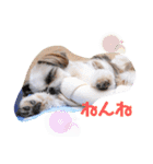 つくしとすみれ3 シーズー（個別スタンプ：14）