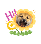 柴犬 虎太郎①（個別スタンプ：1）