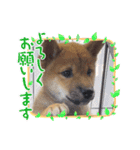 柴犬 虎太郎①（個別スタンプ：3）