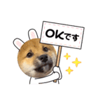 柴犬 虎太郎①（個別スタンプ：5）