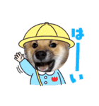 柴犬 虎太郎①（個別スタンプ：6）