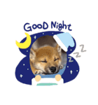 柴犬 虎太郎①（個別スタンプ：7）