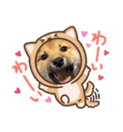 柴犬 虎太郎①（個別スタンプ：8）