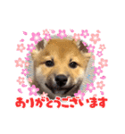 柴犬 虎太郎①（個別スタンプ：9）