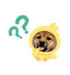 柴犬 虎太郎①（個別スタンプ：10）