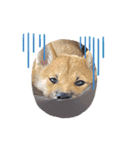 柴犬 虎太郎①（個別スタンプ：11）