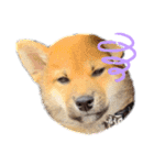 柴犬 虎太郎①（個別スタンプ：12）