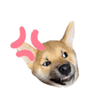 柴犬 虎太郎①（個別スタンプ：13）