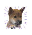 柴犬 虎太郎①（個別スタンプ：14）