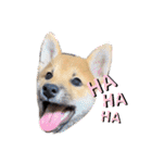 柴犬 虎太郎①（個別スタンプ：15）