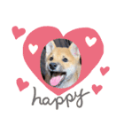柴犬 虎太郎①（個別スタンプ：16）