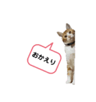 ！chikuwa！（個別スタンプ：4）