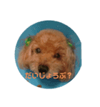 わんちゃんスタンプ♪（個別スタンプ：1）