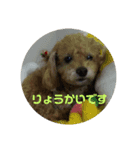 わんちゃんスタンプ♪（個別スタンプ：4）