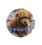 わんちゃんスタンプ♪（個別スタンプ：7）