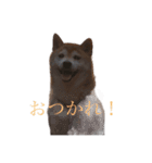 at.ms（個別スタンプ：5）