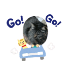 マイぬこ（個別スタンプ：1）