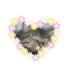 マイぬこ（個別スタンプ：3）