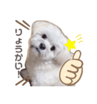 愛犬マルのスタンプ①（個別スタンプ：1）
