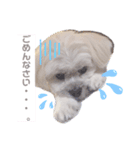 愛犬マルのスタンプ①（個別スタンプ：5）