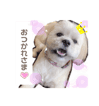 愛犬マルのスタンプ①（個別スタンプ：6）