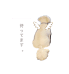 愛犬マルのスタンプ①（個別スタンプ：7）