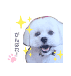 愛犬マルのスタンプ①（個別スタンプ：8）