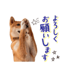 柴犬キラ（個別スタンプ：6）