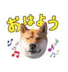 柴犬キラ（個別スタンプ：7）