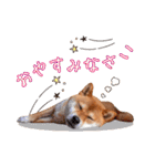 柴犬キラ（個別スタンプ：9）