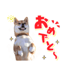 柴犬キラ（個別スタンプ：14）