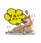 柴犬キラ（個別スタンプ：17）