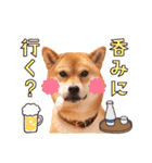 柴犬キラ（個別スタンプ：21）