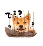 柴犬キラ（個別スタンプ：22）