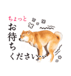 柴犬キラ（個別スタンプ：23）