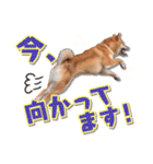 柴犬キラ（個別スタンプ：24）