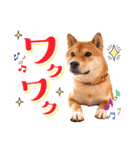 柴犬キラ（個別スタンプ：26）