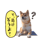 柴犬キラ（個別スタンプ：31）