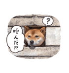 柴犬キラ（個別スタンプ：32）