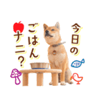 柴犬キラ（個別スタンプ：35）