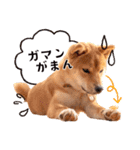 柴犬キラ（個別スタンプ：36）