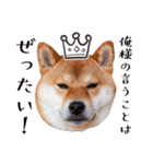 柴犬キラ（個別スタンプ：39）