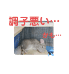 うちのチンチラさん⑤（個別スタンプ：2）