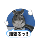 うちのチンチラさん⑤（個別スタンプ：4）