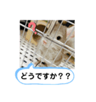 うちのチンチラさん⑤（個別スタンプ：7）