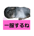 うちのチンチラさん⑤（個別スタンプ：8）
