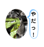 うちのチンチラさん⑤（個別スタンプ：12）