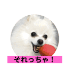 山口弁ポメラニアン（個別スタンプ：1）